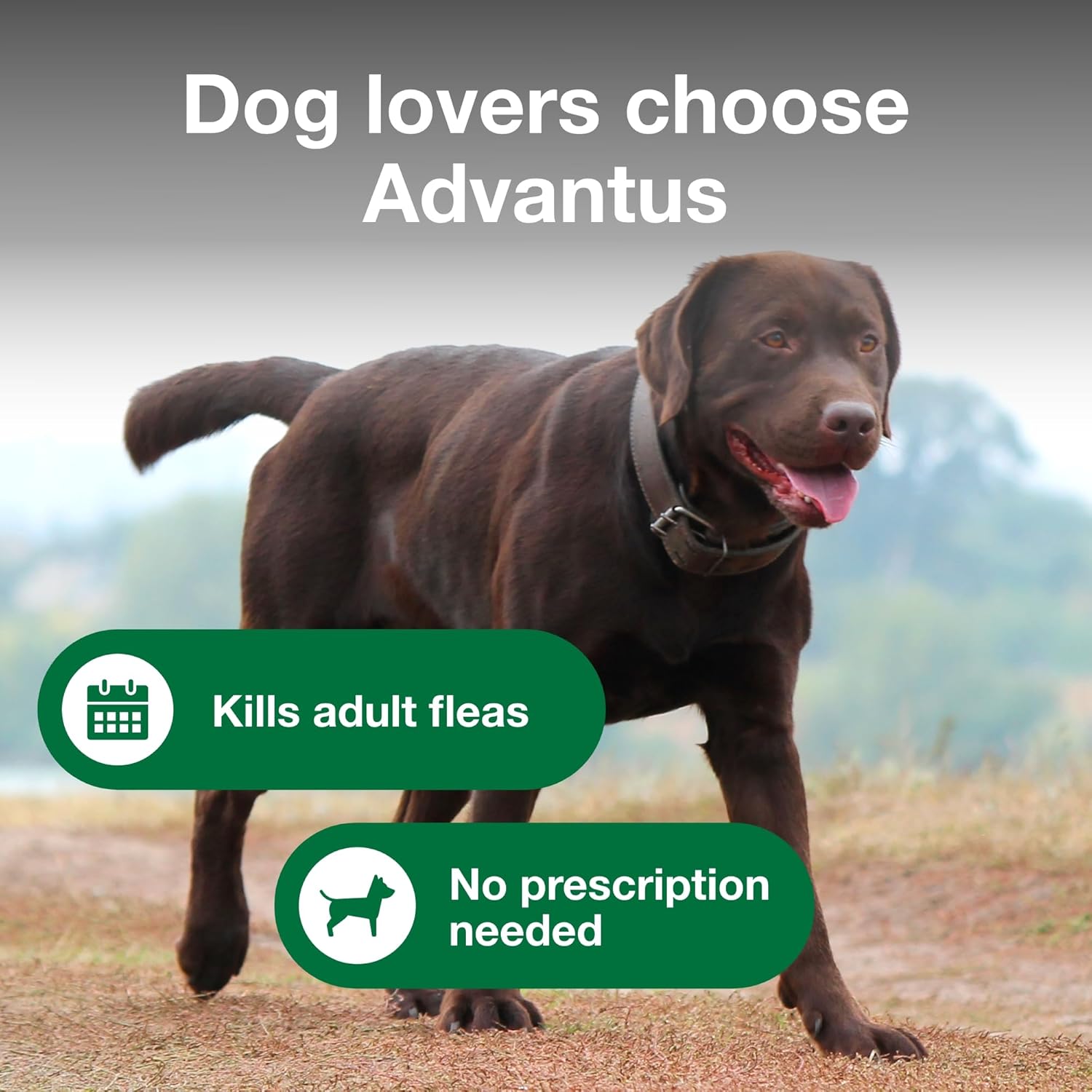 Advantus for Large Dogs - Image 3