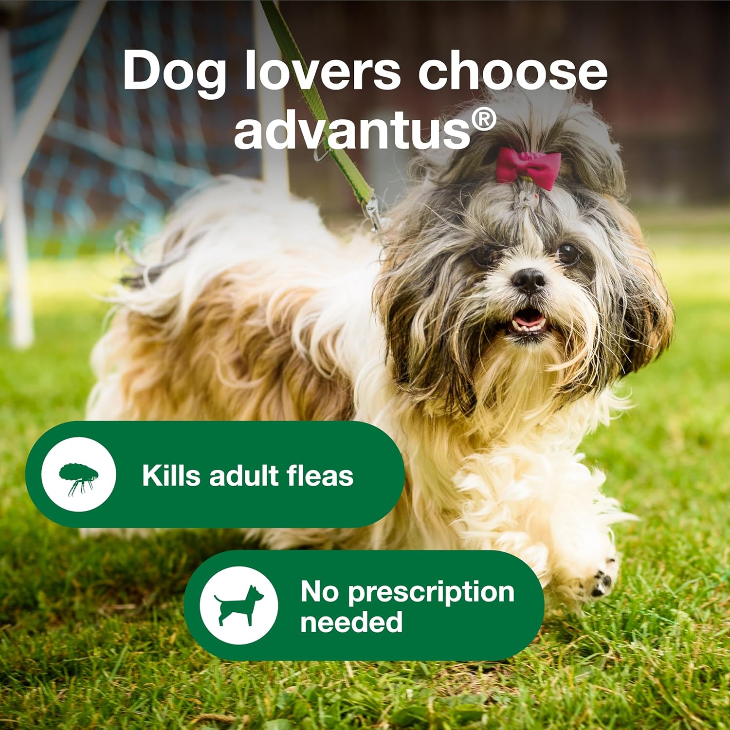 Advantus for Small Dogs - Image 3