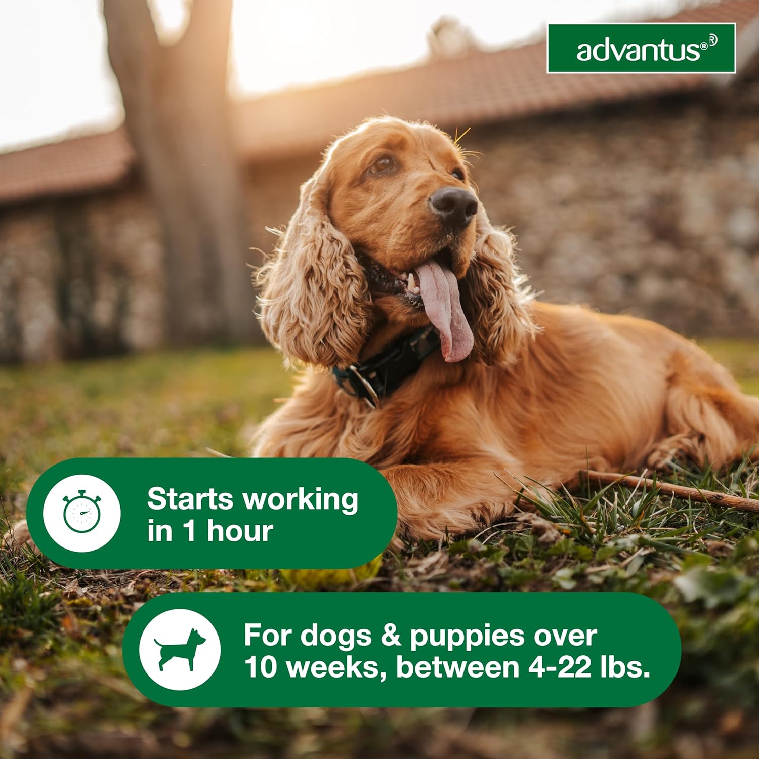 Advantus for Small Dogs - Image 4